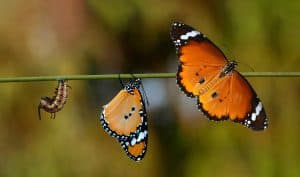 Transformation begins with your mindset and can be as radical as a caterpillar becoming a beautiful butterfly.